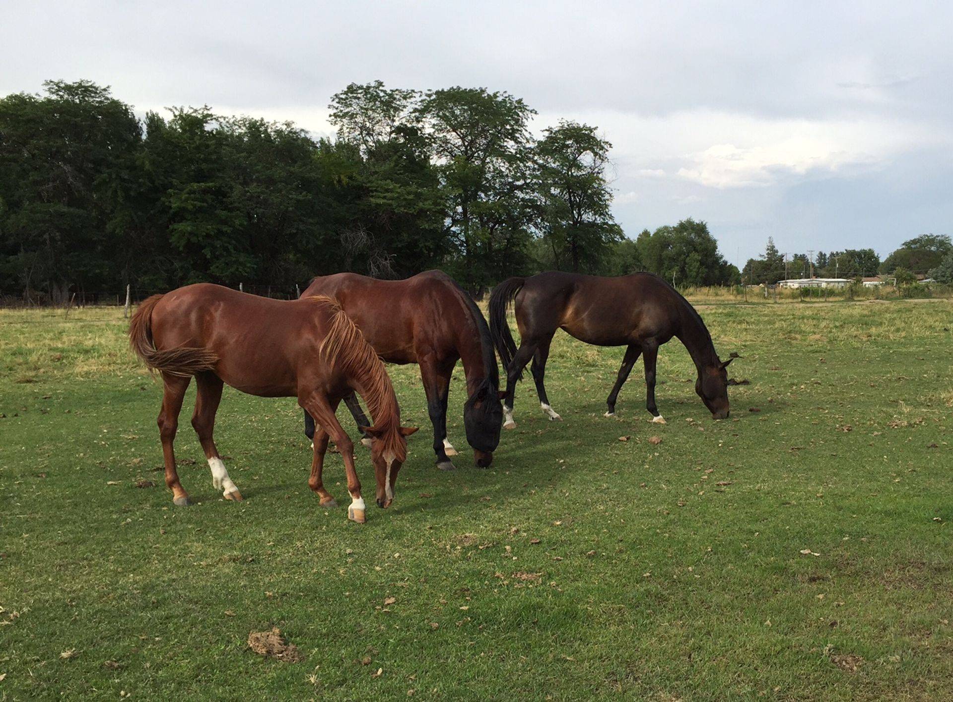 Serenity Pastures & Stables