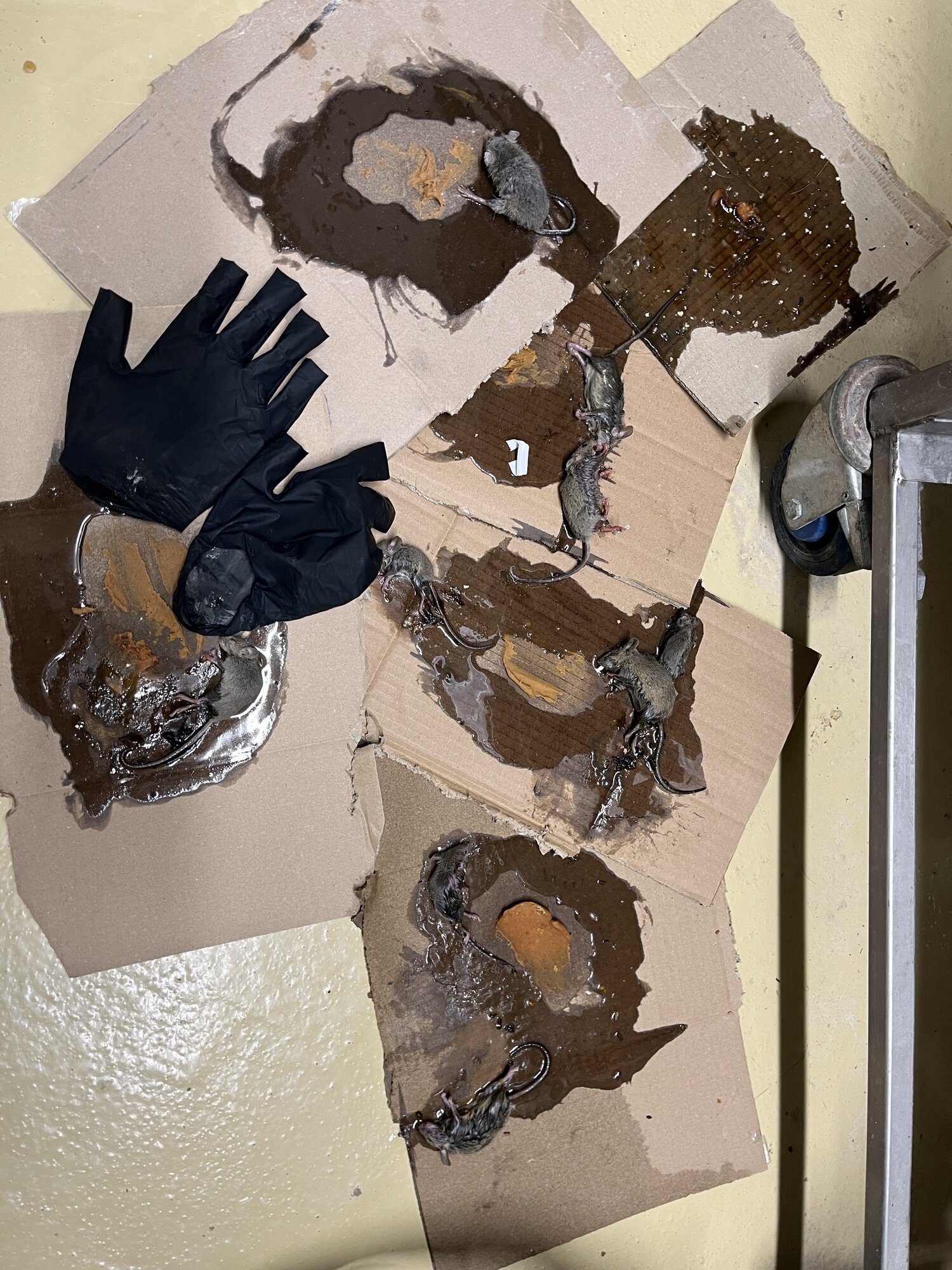 Miniature de la galerie