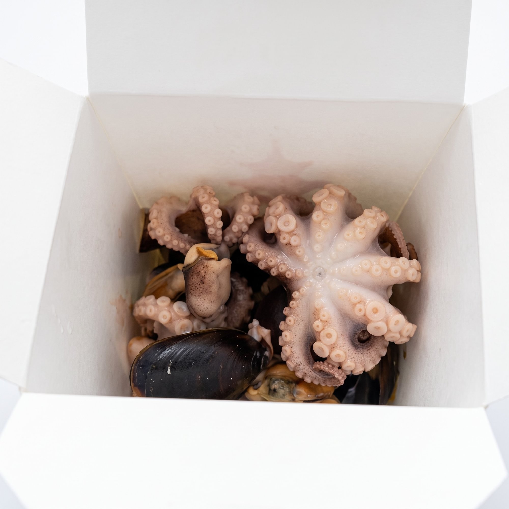 Baby Octopus
