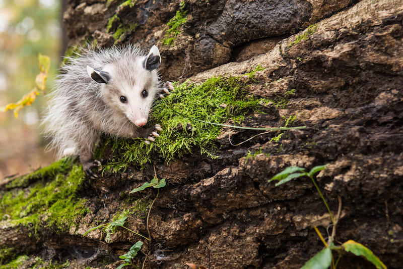 World Class Wildlife Removal & Rodent Remediation Photo