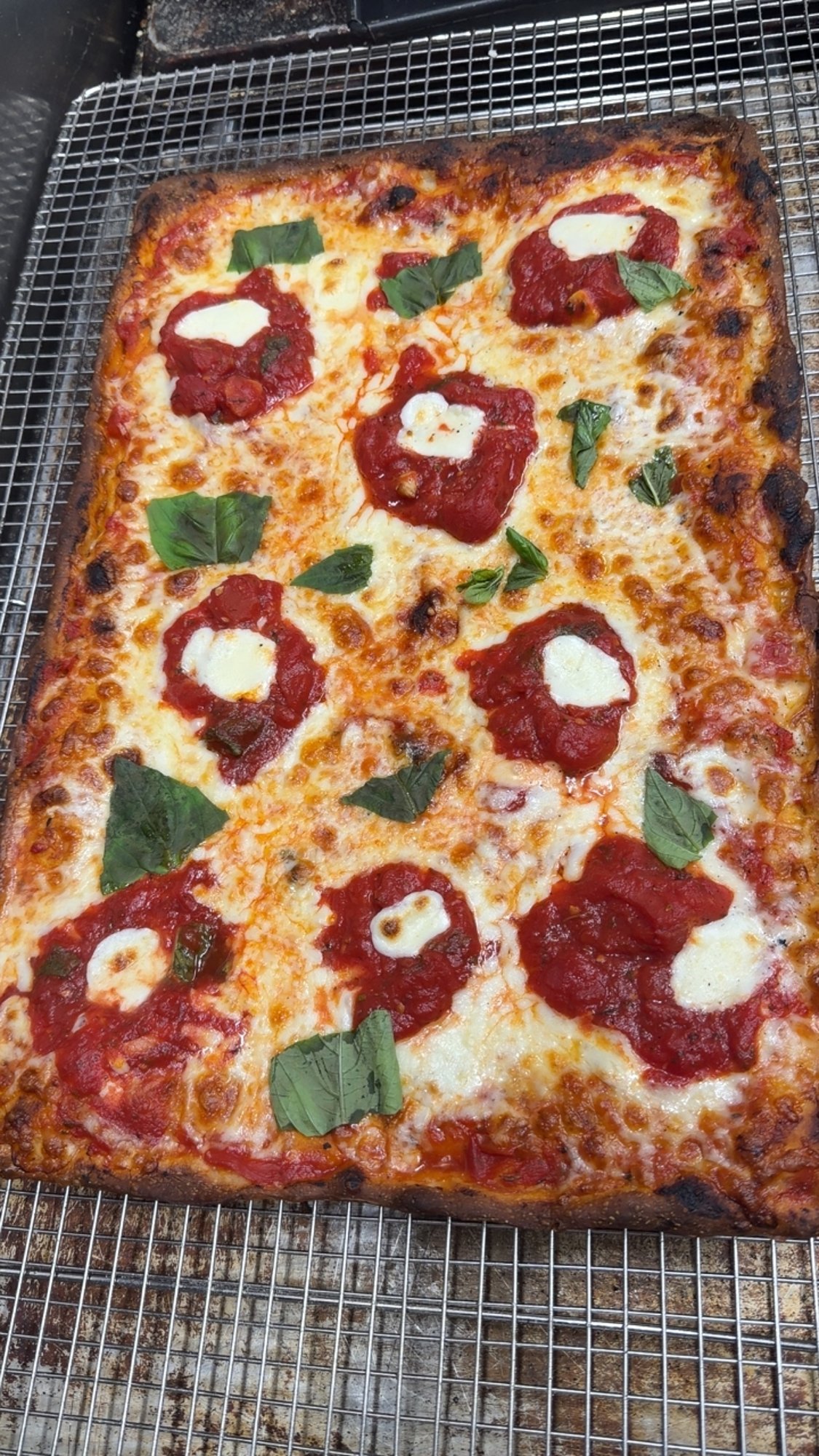 Sicilian 16"