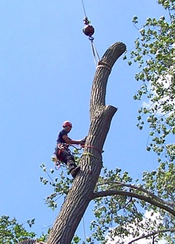 Aspen Tree Expert Co., Inc. Photo