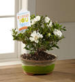 The FTD® Celebrate You Gardenia Bonsai by Hallmark