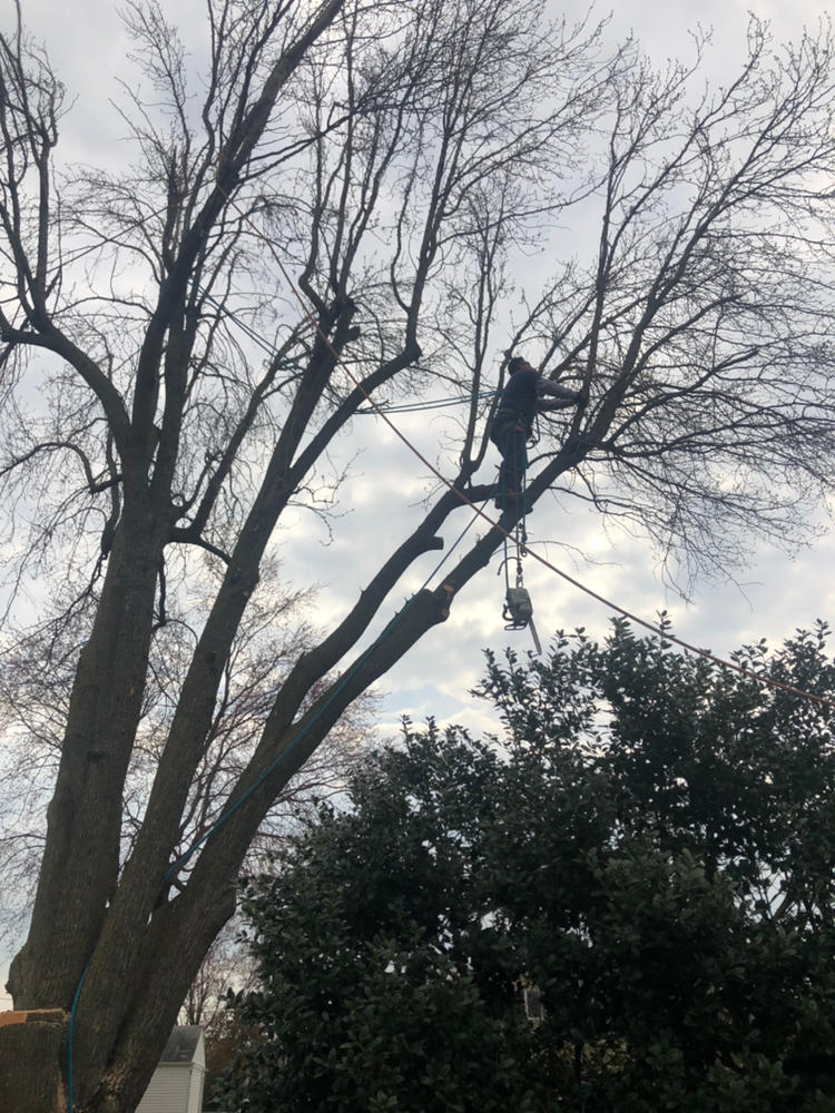 Prate's Tree Services Photo