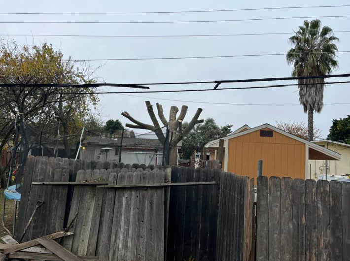 J The Tree Guy Image