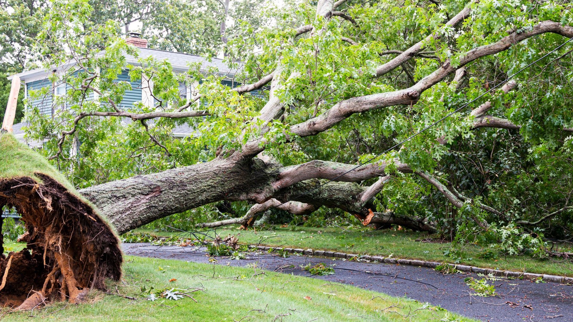 Foto de Dizzy Heights Tree Services