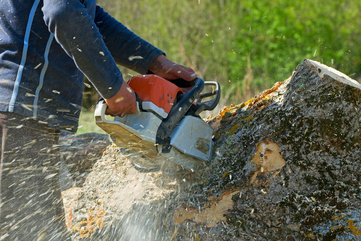Images J & M Tree Service