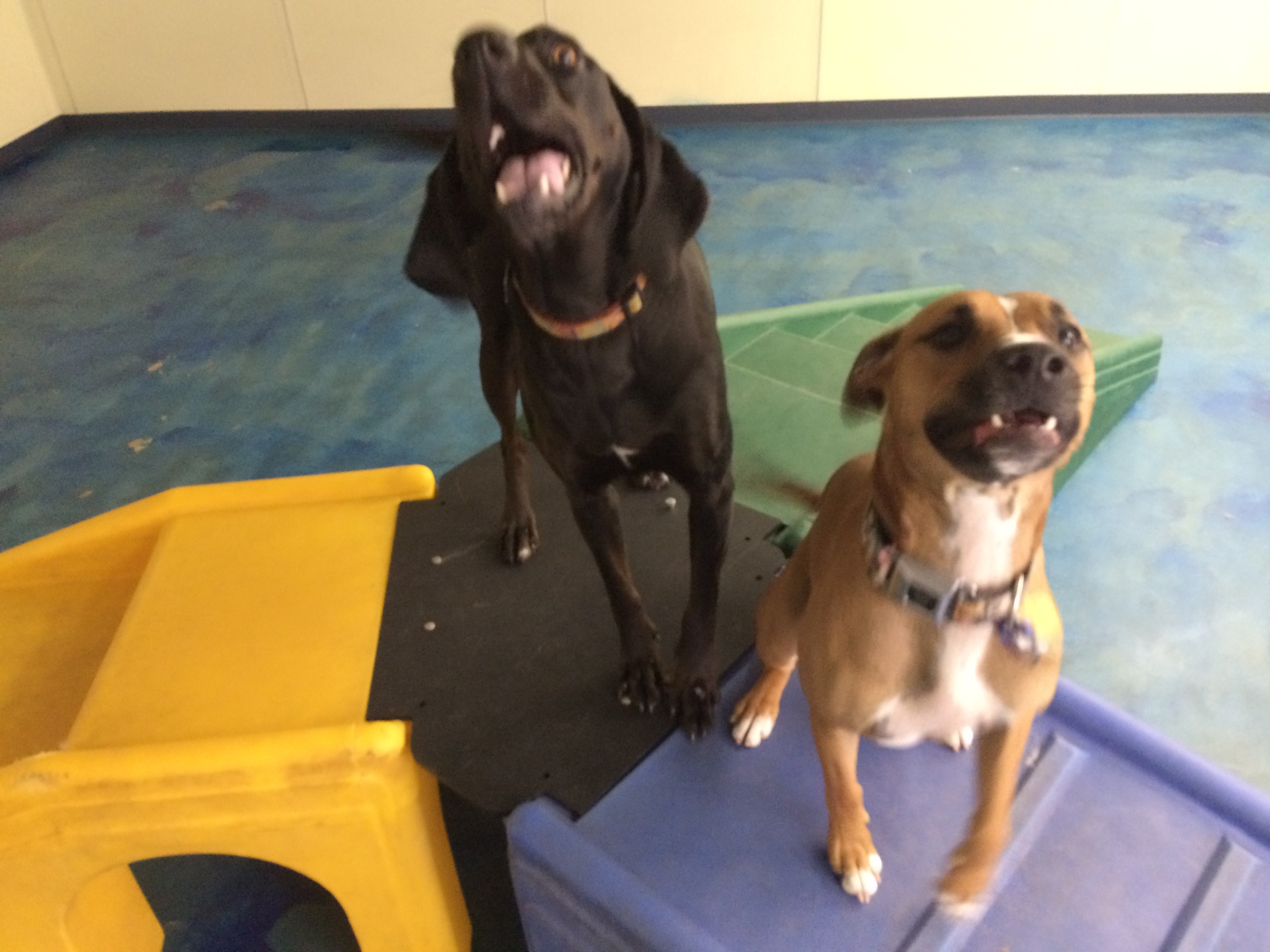 Jagger's Doggie Daycare, Dog Grooming, Training & Boarding Photo