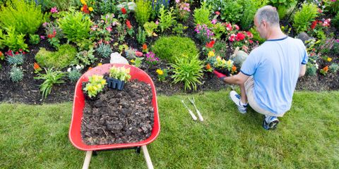 How to Plant a Flower Bed