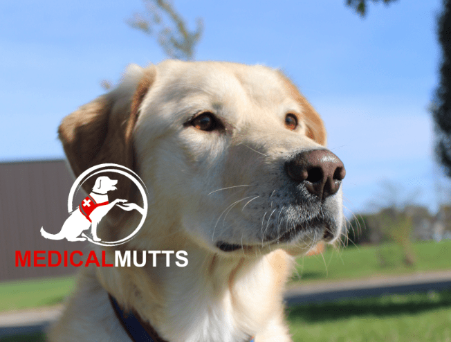 Medical Mutts Photo