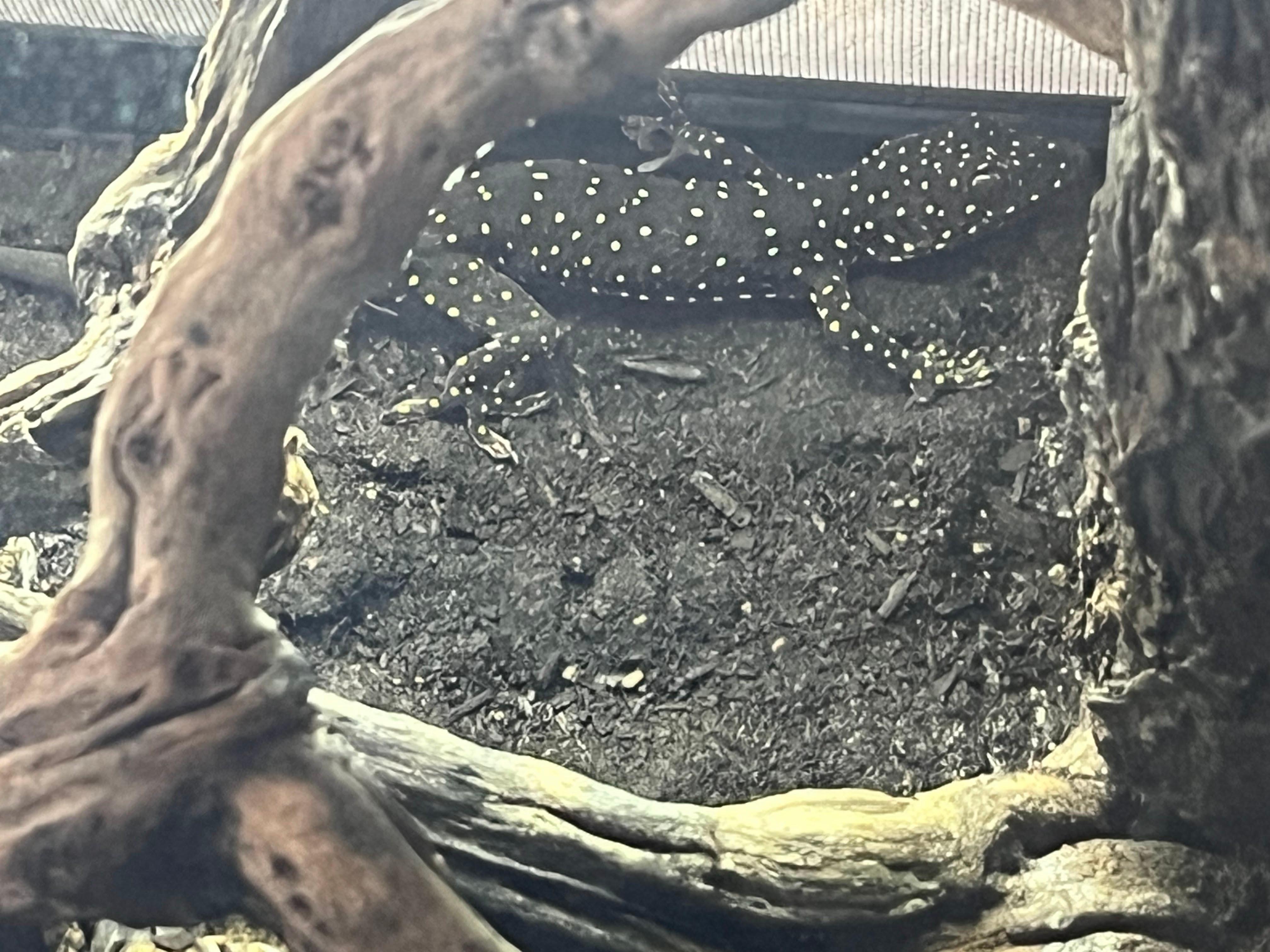 Terrarium Station Image