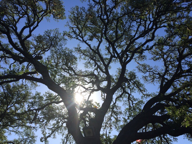 Images New Leaf Tree & Shrub Care