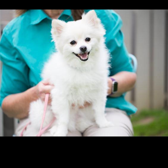 Pet Buddy Service Logo