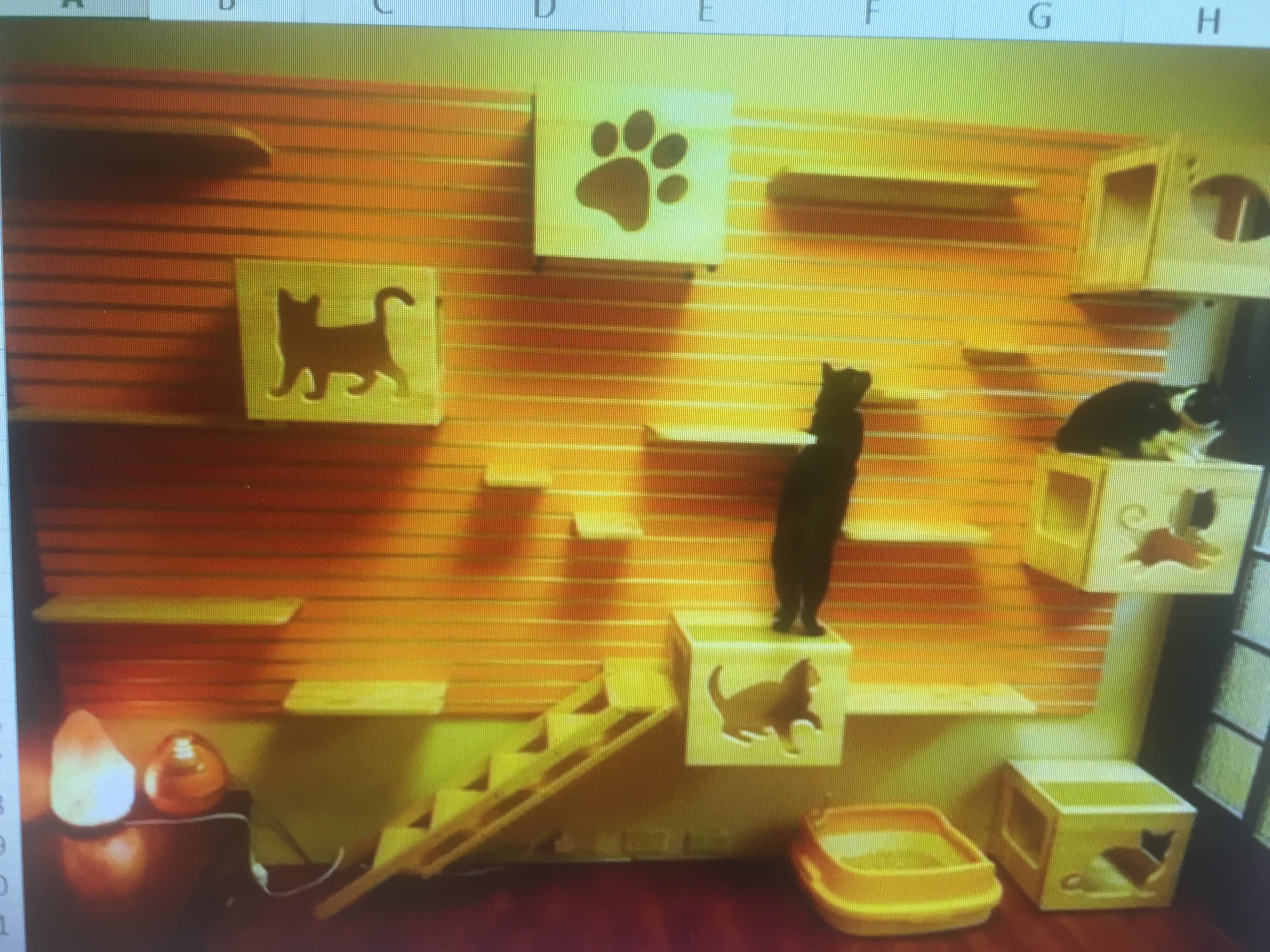 Whiskers on Kittens Boarding Image