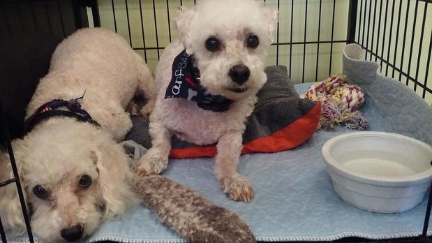 Images Home Away Pet Spa