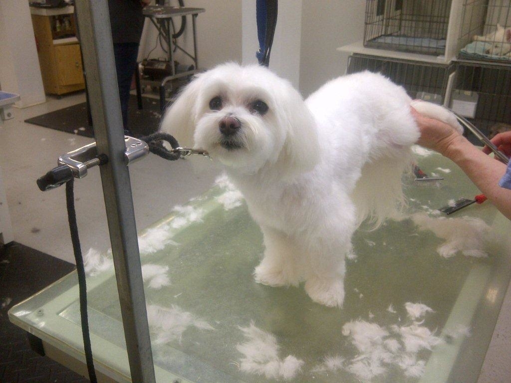 Images Brushcuts Professional Pet Grooming