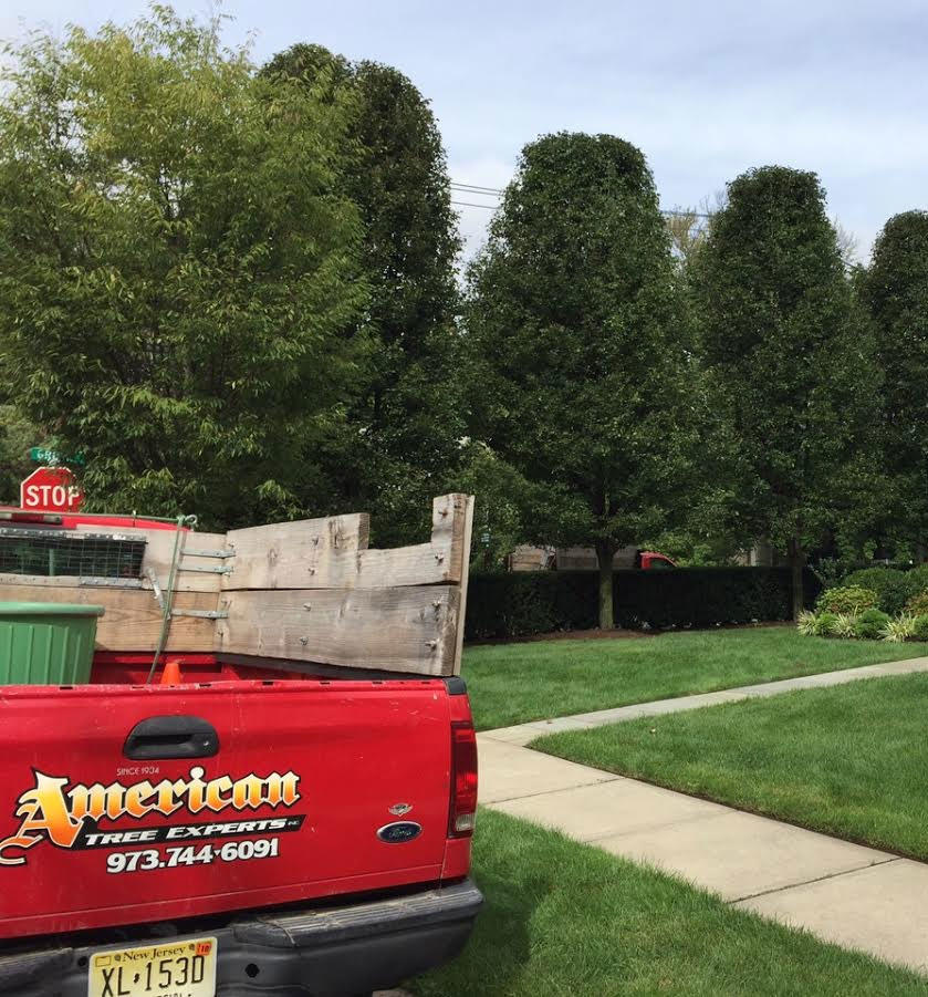 American Tree Experts, Inc. Photo
