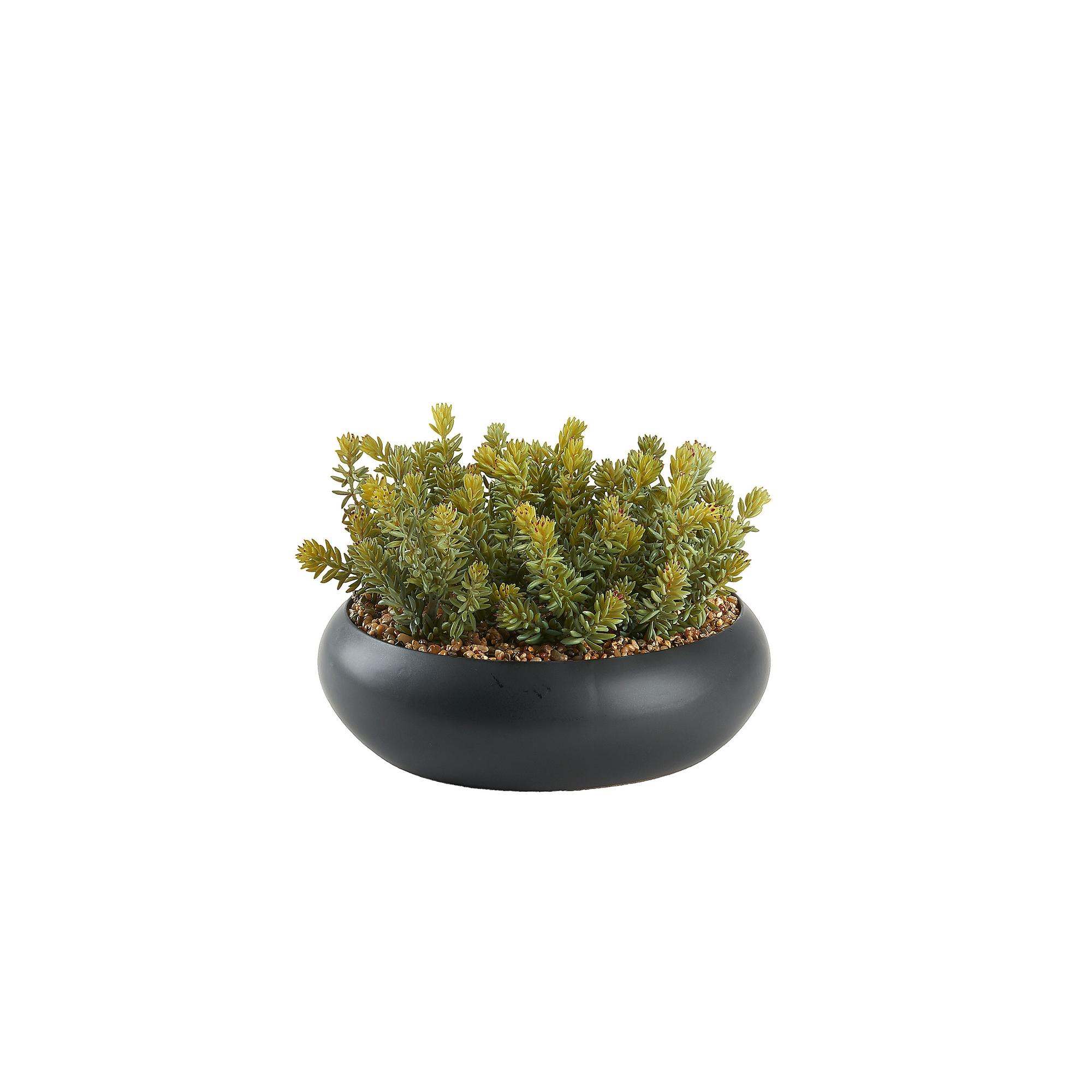 Mixed Succulents in Simply Low Bowl