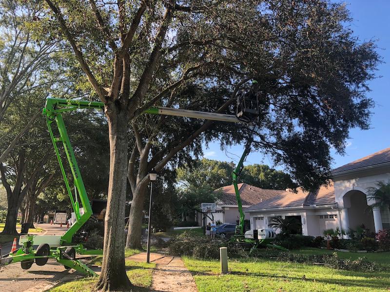 Warner Tree Service Photo