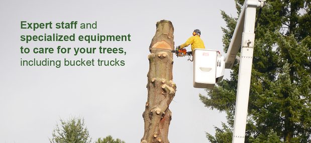 Images Beaver Tree Service Inc