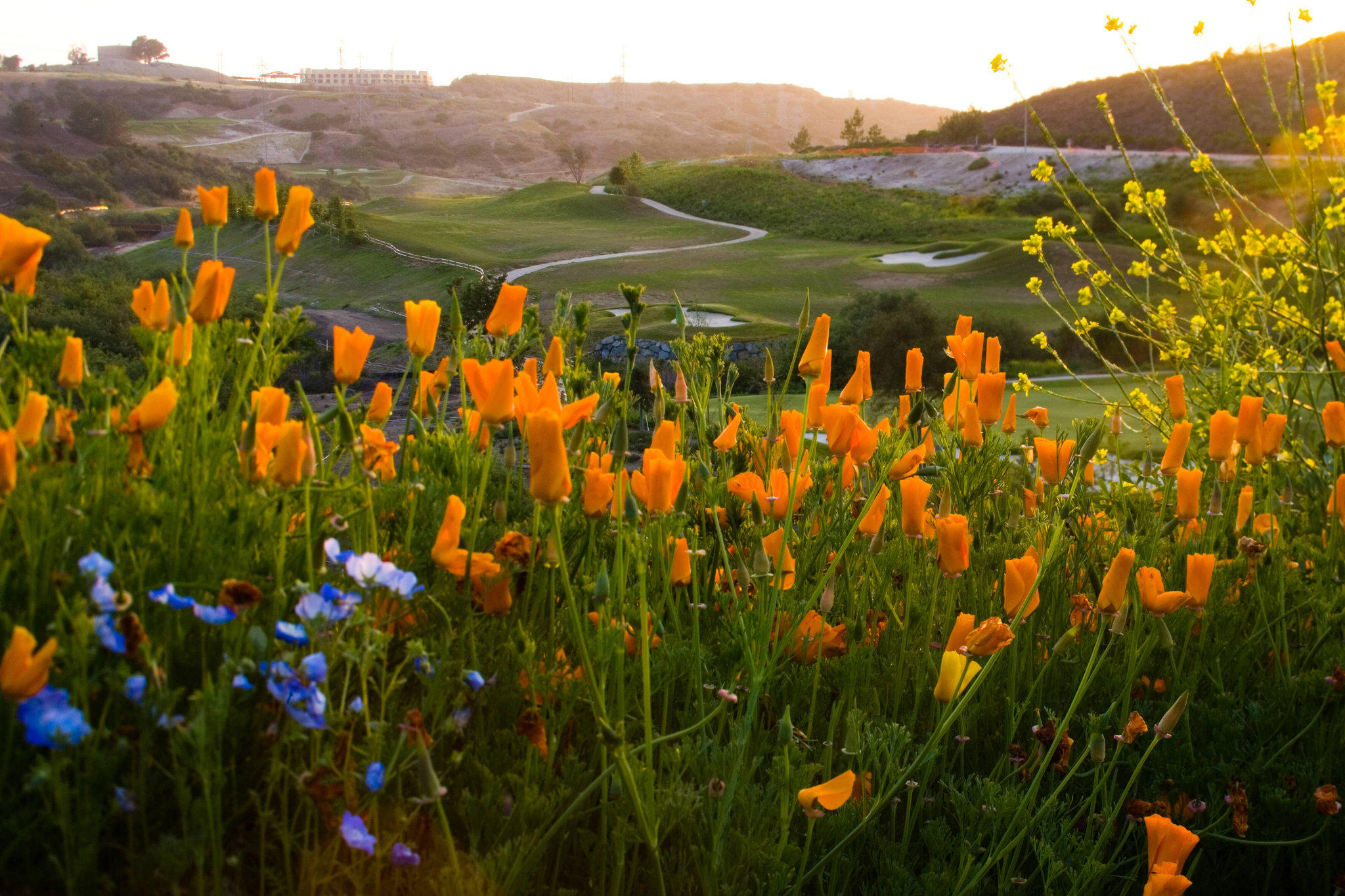 The Westin Carlsbad Resort & Spa Photo