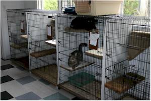 Images Cedarview Kennel