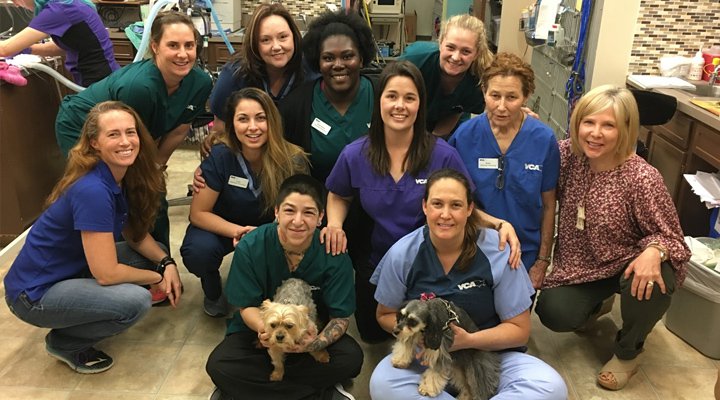 The caring & experienced team at VCA Tanglewood Animal Hospital