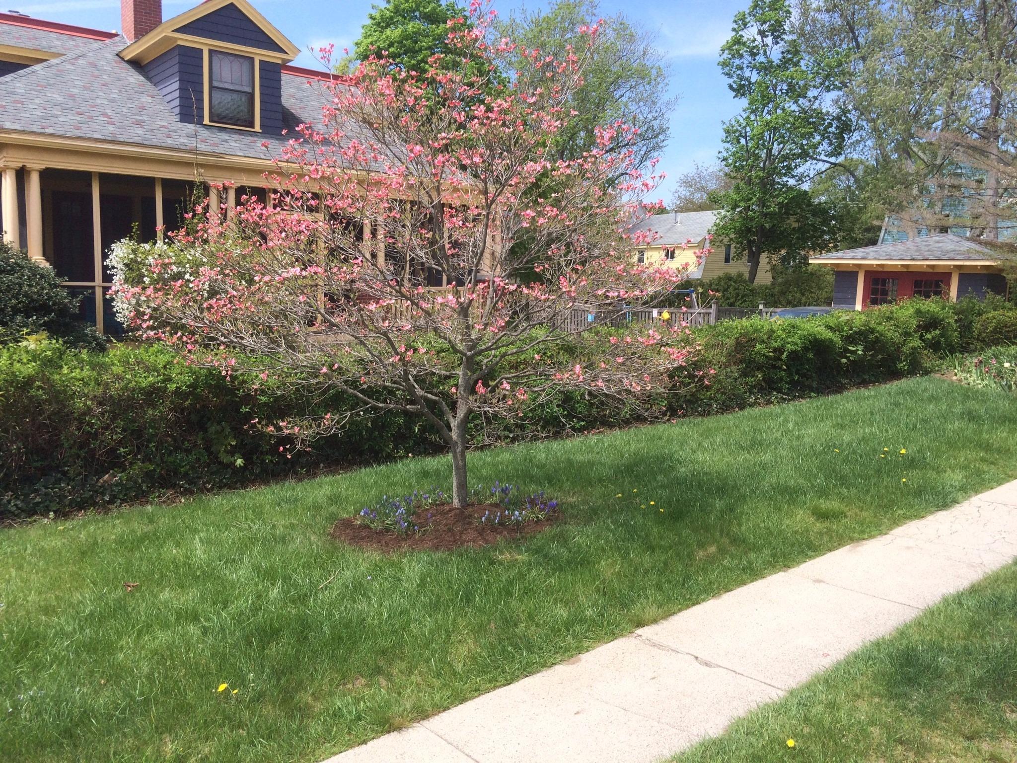Mike's Landscaping Image