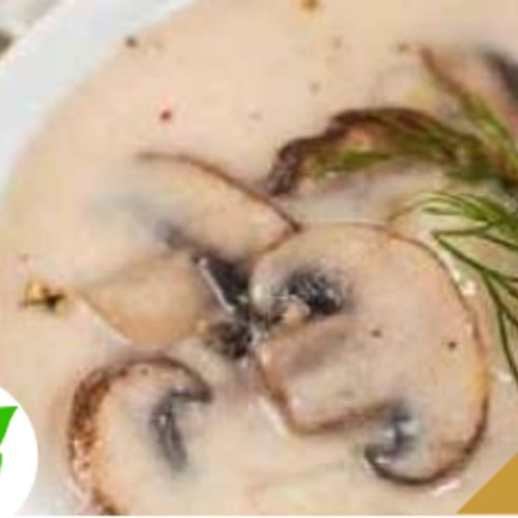 Mushroom Soup
