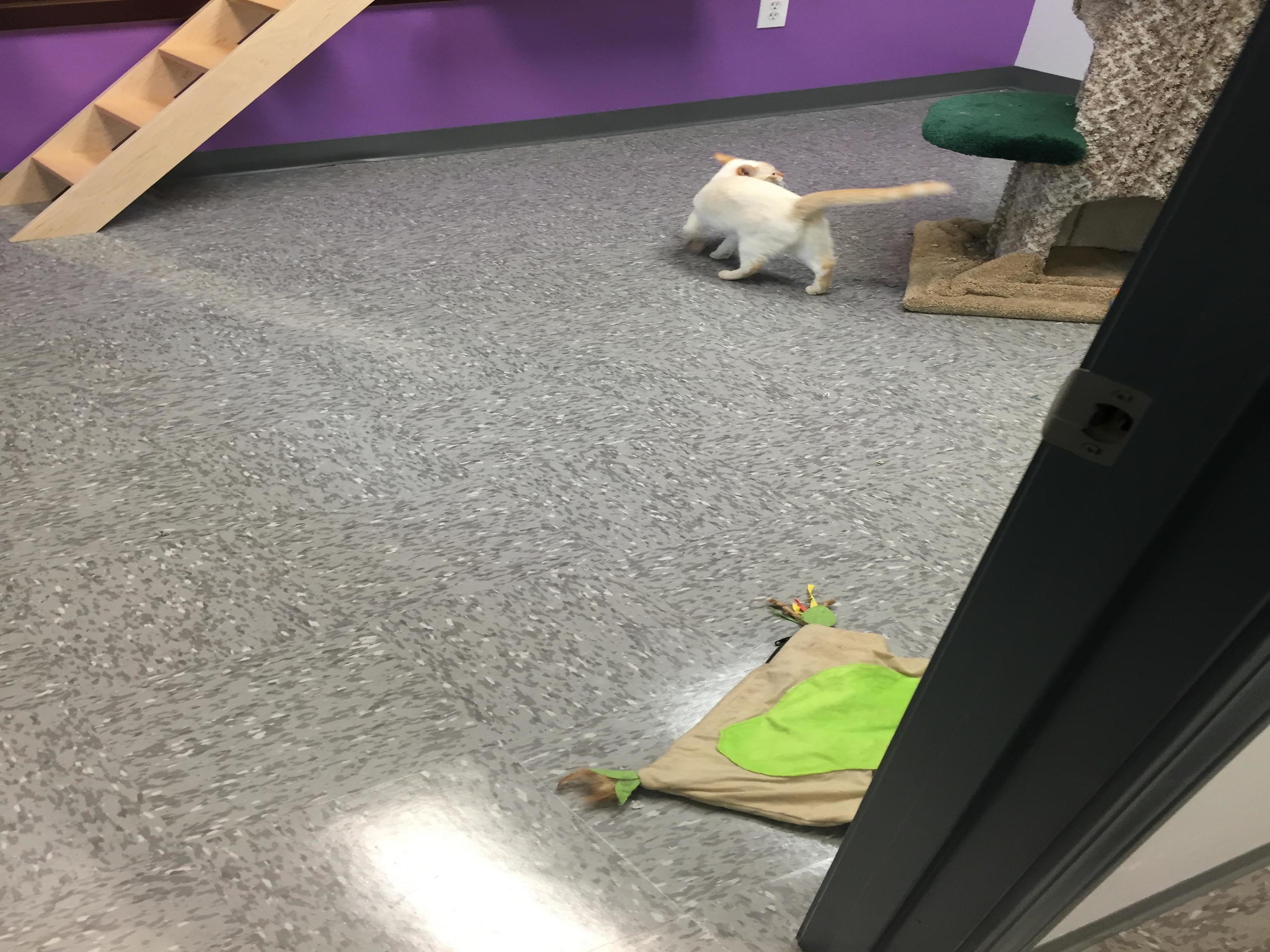 Whiskers on Kittens Boarding Image