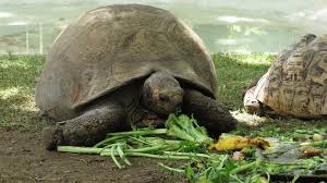 Tortoise Food