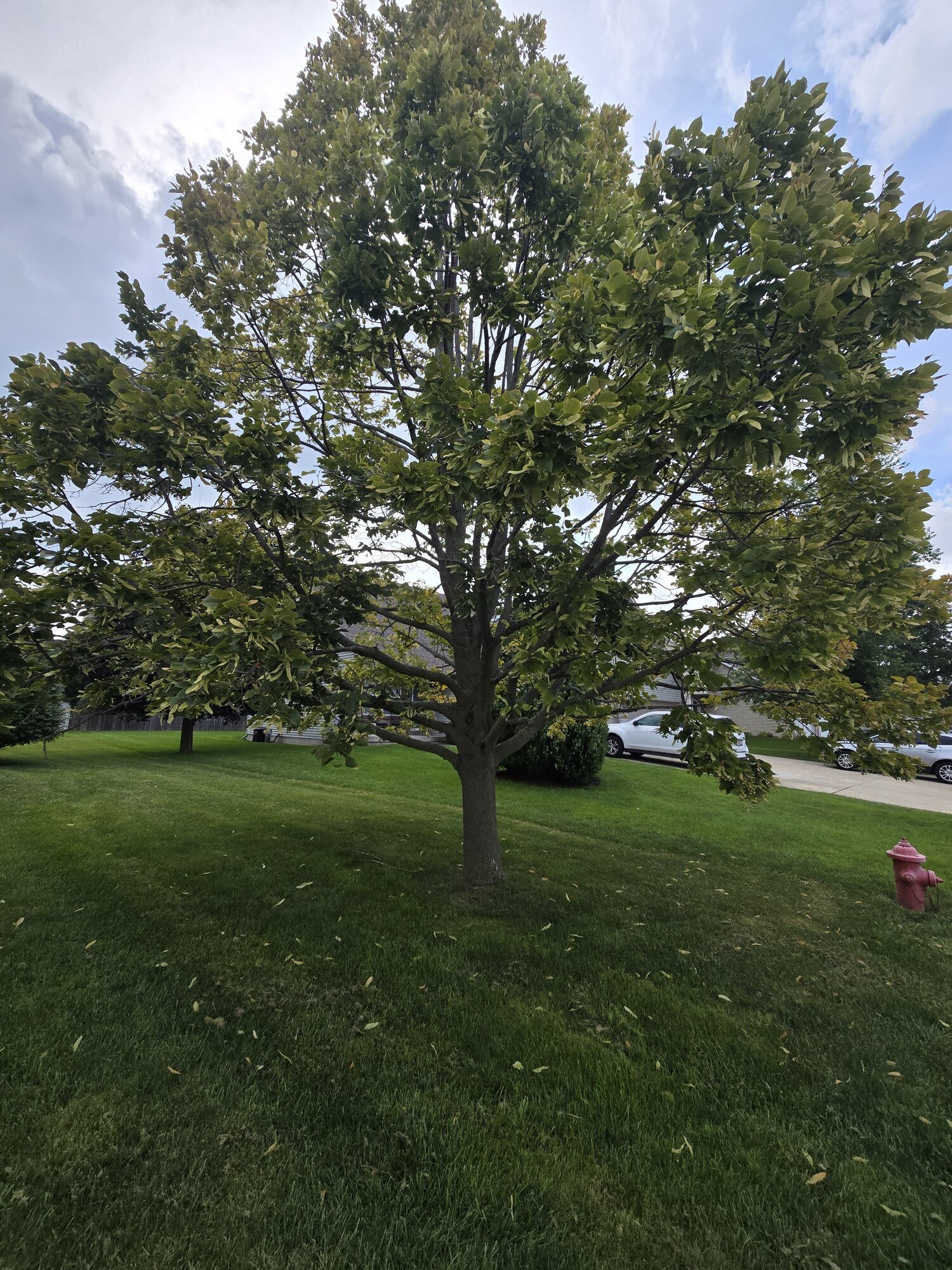Arborist, LLC Image