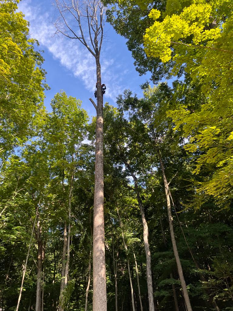 Lozada's Landscaping & Tree Services LLC Image