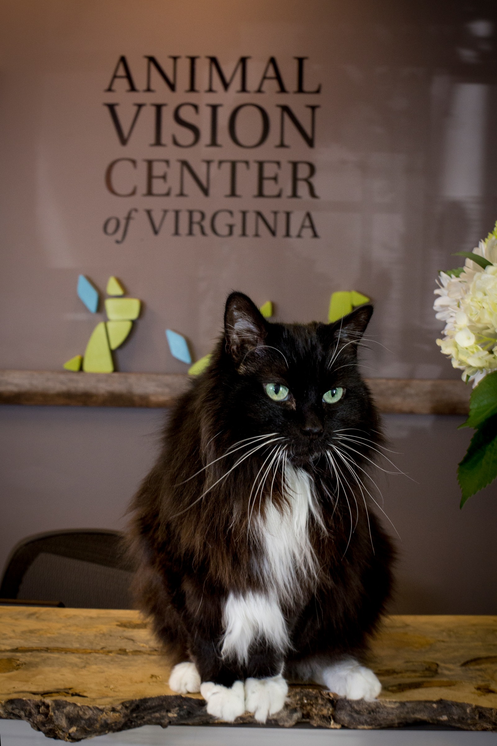 Animal Vision Center of Virginia Photo