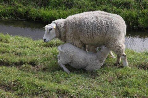 Lamb Milk Replacer