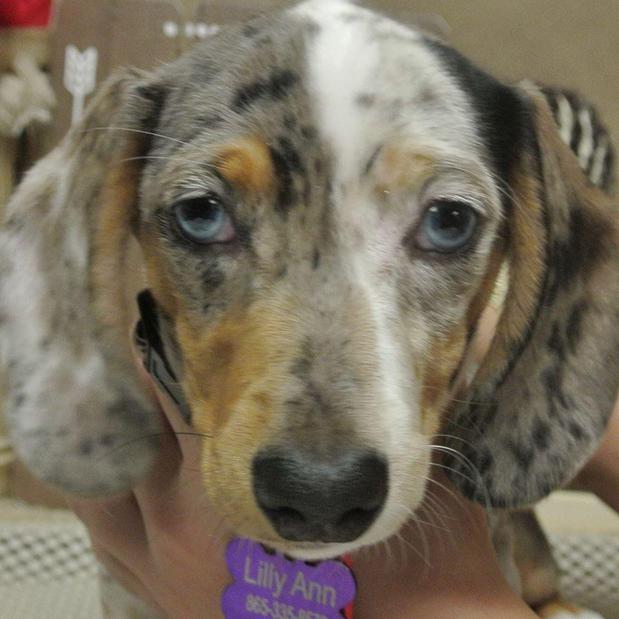 Images Whispering Pines Farm Miniature Dachshunds