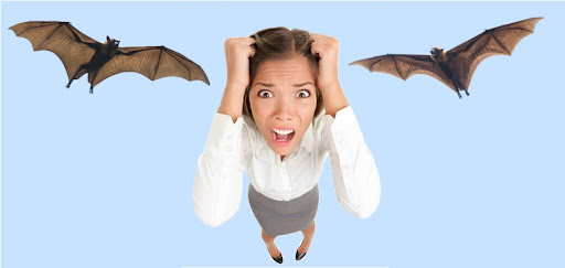 NJ Pest Control Image