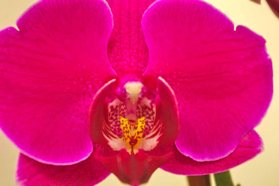 Orchids For Sale Photo