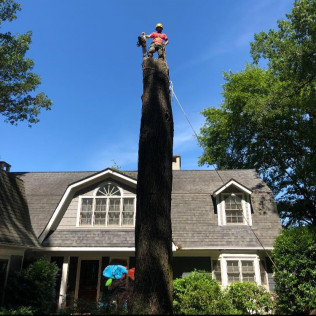 Big Timber Tree Service Logo