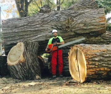 The Tree Doctor Image