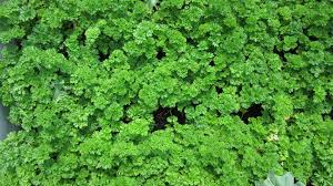Moss Mat