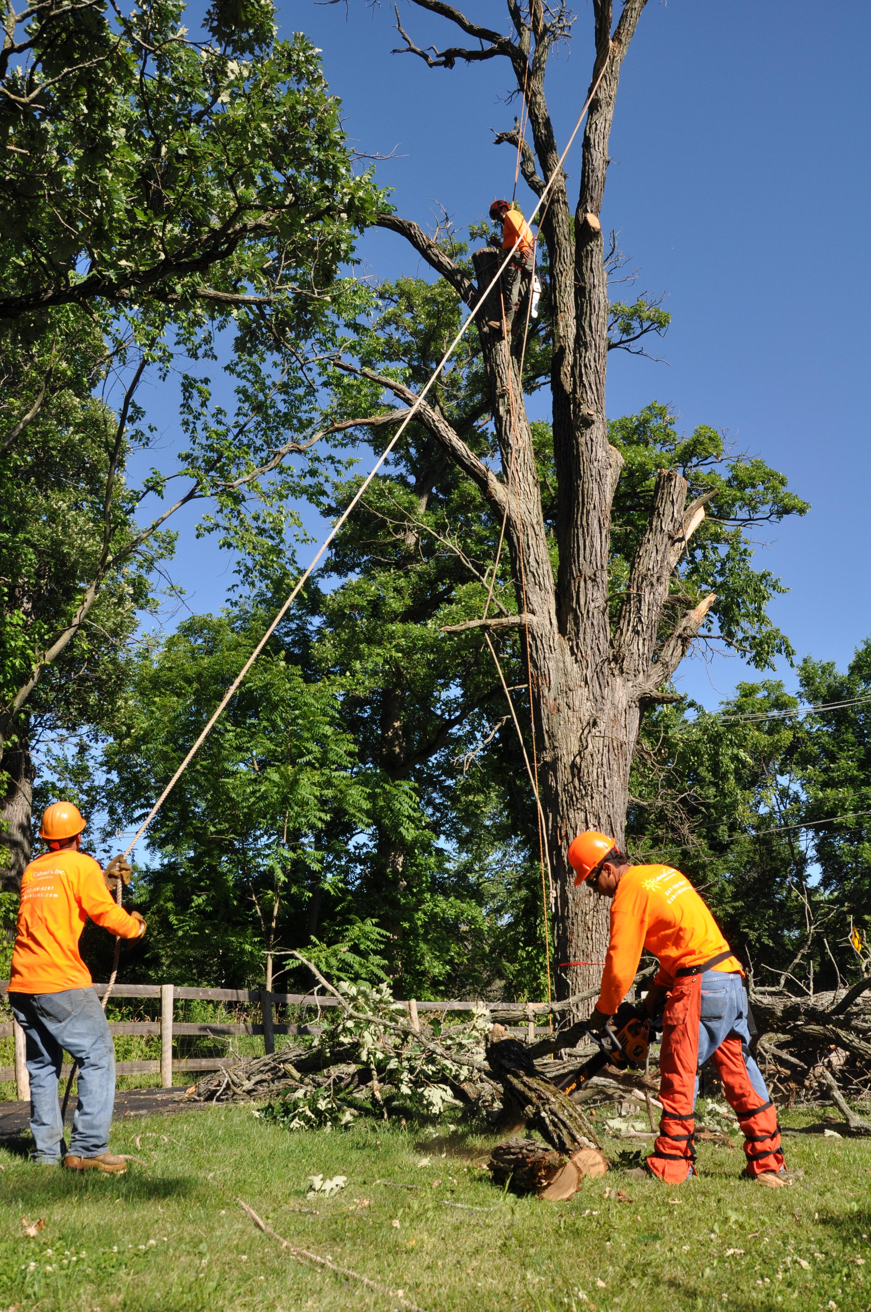 Gabriel's Tree Care Company Inc. Image