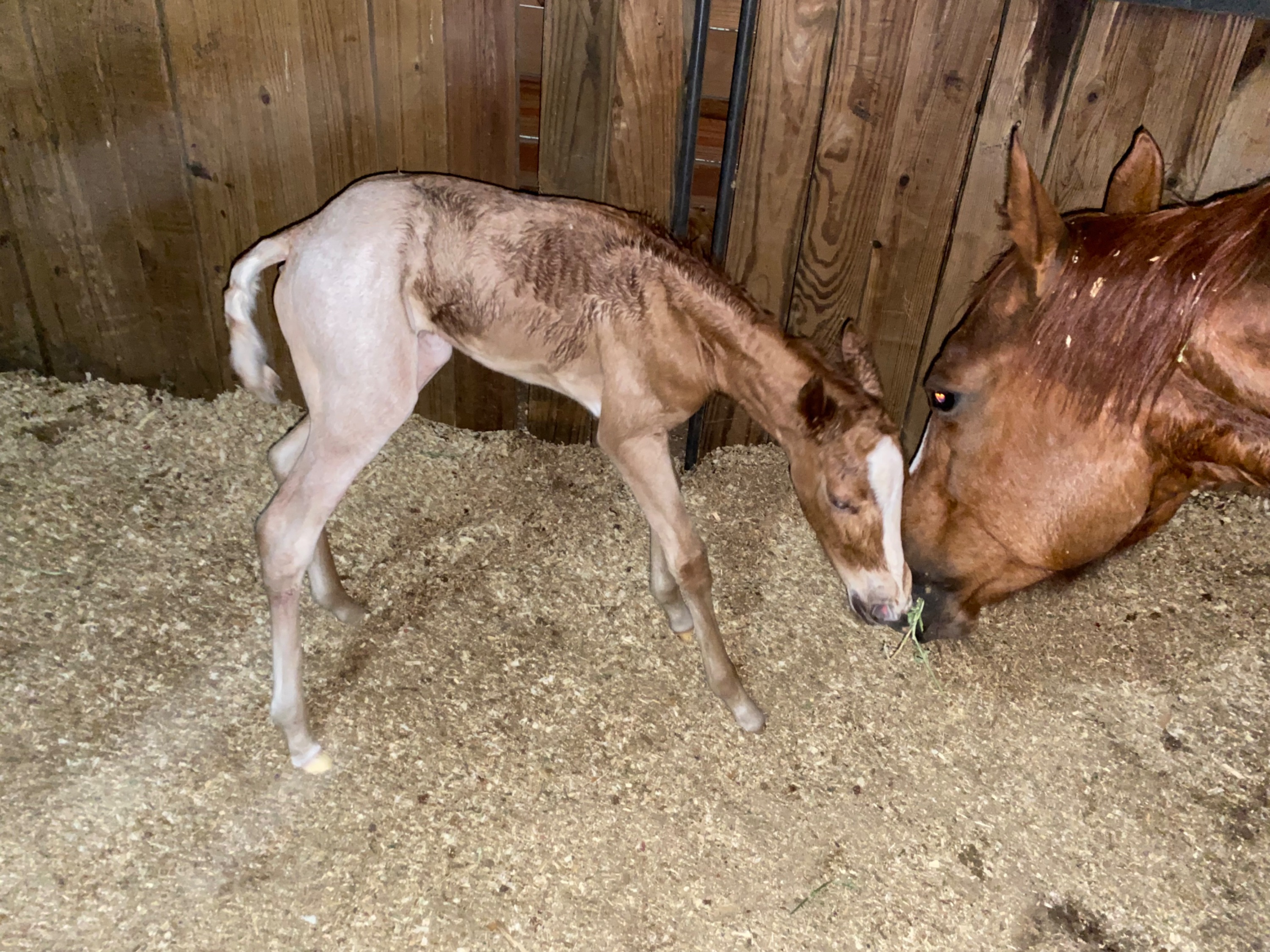 CTG Horse, LLC Image