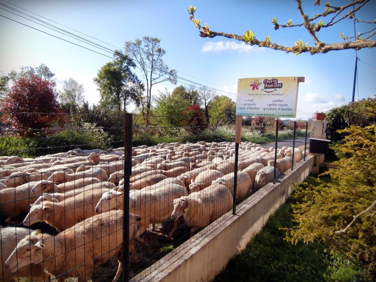 Miniature de la galerie