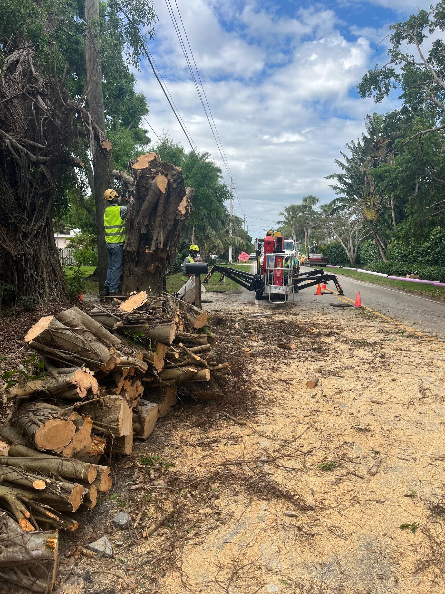 Timber Tree Co Image