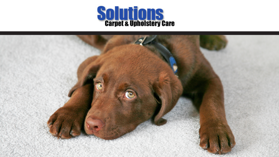 Solutions Carpet & Upholstery Care, LLC Photo
