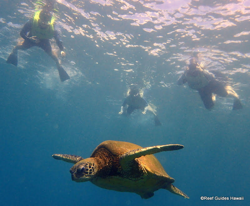 Images Reef Guides Hawaii