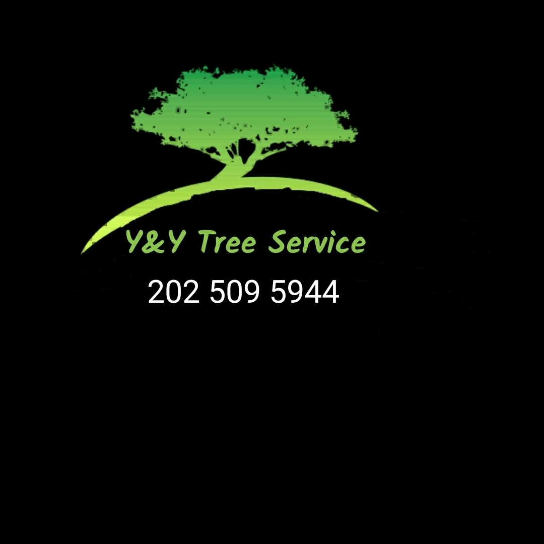 Y and Y Tree Service Logo