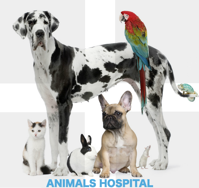 Noble West Animal Hospital Photo