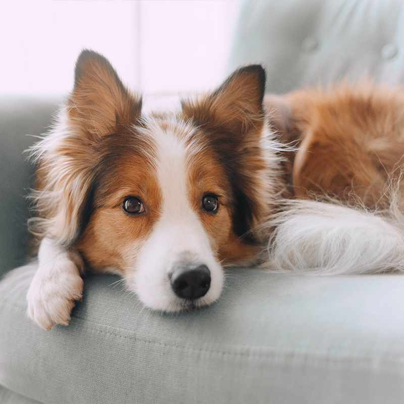 Behavior Training
